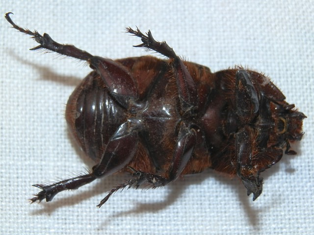 Oryctes nasicornis, European Rhinoceros beetle, underside