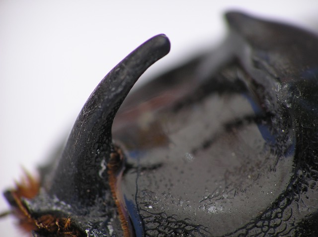Oryctes nasicornis, European Rhinoceros beetle, horn macro photograph