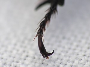 Oryctes nasicornis, European Rhinoceros beetle, foot claw, macro photograph