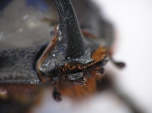 Oryctes nasicornis, European Rhinoceros beetle, mothparts, macro photograph