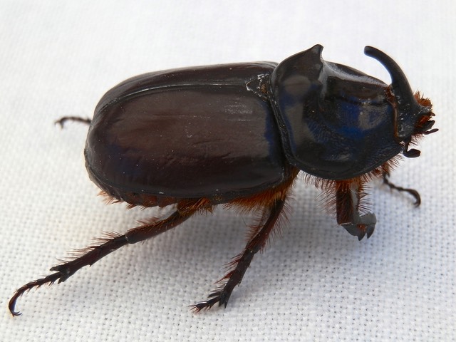 Oryctes nasicornis, European Rhinoceros beetle