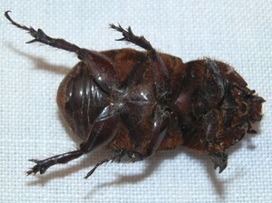 Oryctes nasicornis, European Rhinoceros beetle, underside